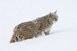 Bobcats Gallery: Bobcat - in snow