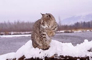 BOBCAT - in snow, lake behind, sitting with one paw raised