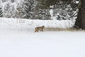 Bobcat - in snow. Montana - USA
