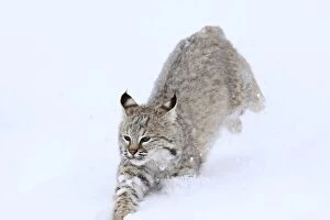 Images Dated 9th March 2009: Bobcat - in snow. Montana - USA