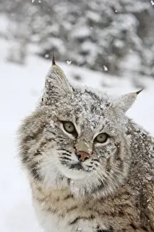 Bobcat - in snow. Montana - USA
