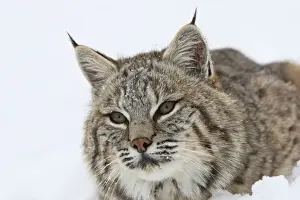 Bobcat - in snow. Montana - USA