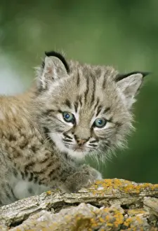 Odd Eyes Prints: Bobcat WAT 3979 I month old Lynx rufus © M. Watson / ARDEA LONDON