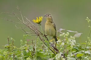 Images Dated 24th May 2012: Bobolink