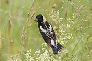 Bobolink - male with food