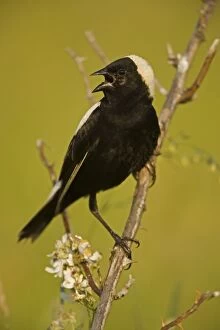 Images Dated 25th June 2005: Bobolink - male-singing to declare territory-nest in meadows