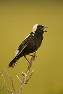Images Dated 25th June 2005: Bobolink - Male-singing to declare territory-nest in meadows