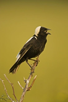 Images Dated 25th June 2005: Bobolink - Male-singing to declare territory-nest in meadows