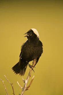 Images Dated 25th June 2005: Bobolink - male-singing to declare territory-nest in meadows
