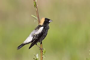 Images Dated 4th May 2010: Bobolink male on territory in Connecticut in May