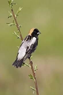 Bobolinks Gallery: Bobolink male on territory in Connecticut in May