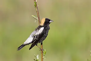 Bobolink male on territory in Connecticut in May. USA