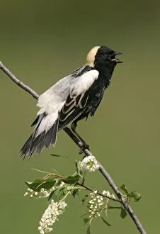 Images Dated 27th May 2005: Bobolink - male on territory Connecticut, USA