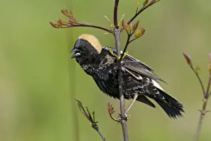 Bobolink - singing male on territory - May - Connecticut - USA