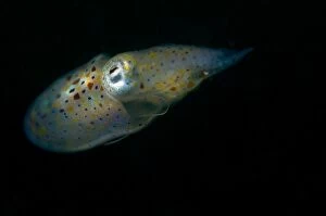 Images Dated 5th June 2013: Bobtail Squid / Little Cuttlefish the smallest