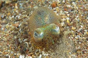 Images Dated 5th June 2013: Bobtail Squid / Little Cuttlefish the smallest