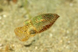 Images Dated 6th June 2013: Bobtail Squid / Little Cuttlefish the smallest