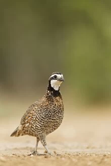 Images Dated 2nd May 2012: Bobwhite - male