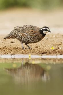 Images Dated 2nd May 2012: Bobwhite - male at drinking pool