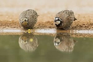 Images Dated 2nd May 2012: Bobwhite - pair drinking