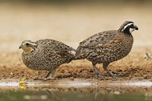 Images Dated 2nd May 2012: Bobwhite - pair at drinking pool