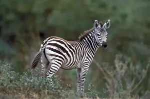 Boehm's / Grant's Zebra. Africa
