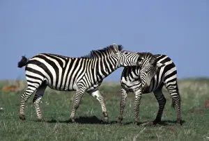 Boehms Prints: Boehm's / Grant's Zebra - fighting