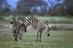 Boehms / Grants Zebra - fighting