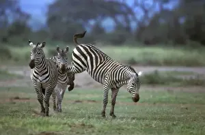 Boehms Prints: Boehm's / Grant's Zebra - fighting. Africa