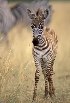 Foals Prints: Boehm's / Grant's Zebra - foal