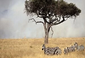 Boehms / Grants Zebra - herd with fire and smoke behind