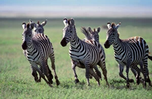 Savannah Collection: Boehm's / Grant's Zebra - herd running. Africa