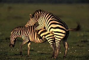 Images Dated 5th May 2006: Boehm's / Grant's Zebra - pair mating. Maasai Mara National Park - Kenya - Africa