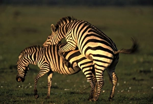 Images Dated 5th May 2006: Boehm's / Grant's Zebra - pair mating. Maasai Mara National Park - Kenya - Africa