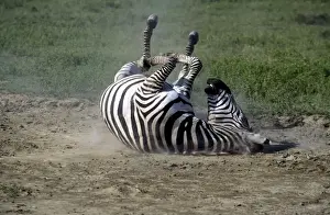 Zebras Prints: Boehm's / Grant's Zebra - rolling. Africa