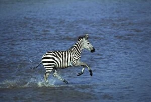 Boehms / Grants Zebra - running through water