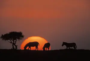 Boehms Prints: Boehm's / Grant's Zebra - at sunset