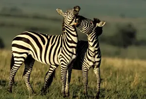 Boehms Prints: Boehm's / Grant's Zebra - two. Maasai Mara National Park - Kenya - Africa