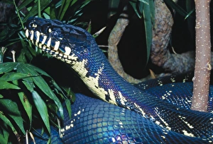 Images Dated 18th March 2005: Boelen's Python - A recent discovery in Papua New Guinea