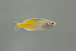 Boeseman's Rainbow fish – side view grey background tropical freshwater New guinea 002123