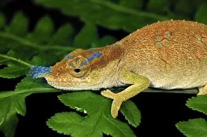 Images Dated 5th January 2008: Boettger's Chameleon / Blue-nosed Chameleon - Montagne d'Ambre National Park - Antsiranana