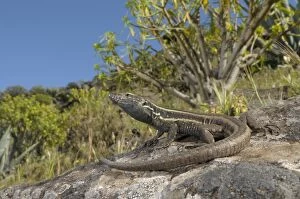 Boettgers Lizard - female in habitat