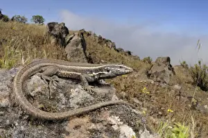 Canary Islands Prints: Boettger's Lizard - female - La Gomera - Canary Islands