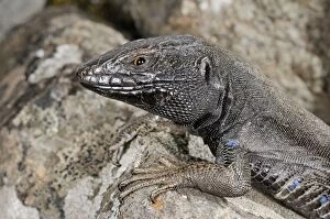 Images Dated 25th April 2009: Boettger's Lizard - male
