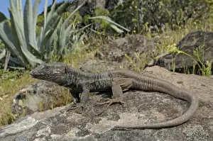 Canary Islands Prints: Boettger's Lizard - male in habitat - Canary Islands