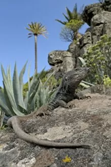 Boettgers Lizard - male in La Gomera habitat