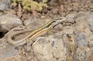 Canary Islands Prints: Boettger's Lizard - young - La Gomera - Canary Islands