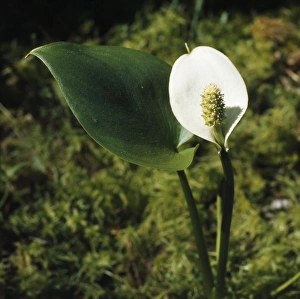Images Dated 20th November 2007: Bog Arum