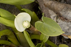 Images Dated 16th May 2006: Bog arum (Calla palustris). East Europe
