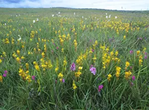Bog asphodel - in boggy field. Also known as: Moor-golds yellow grass and maiden's hair. Nr. Wick Caithness, Scotland